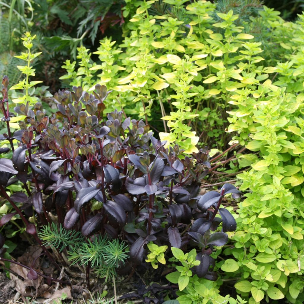 Sedum spectabile Jose Aubergine - Autumn Stonecrop