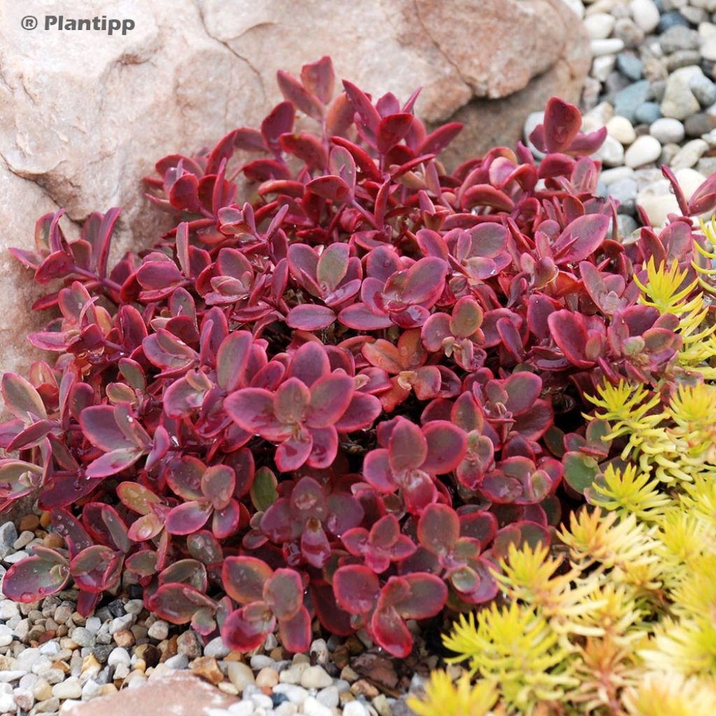 Sedum SUNSPARKLER® Wildfire - Orpin