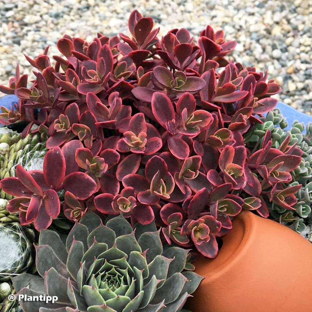 Sedum SUNSPARKLER® Wildfire - Orpin