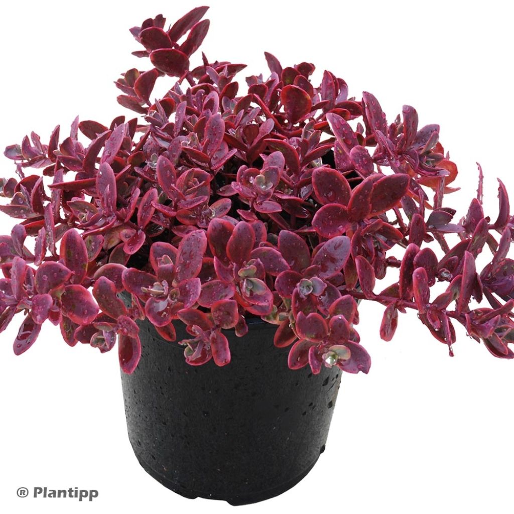 Sedum SUNSPARKLER® Wildfire - Orpin