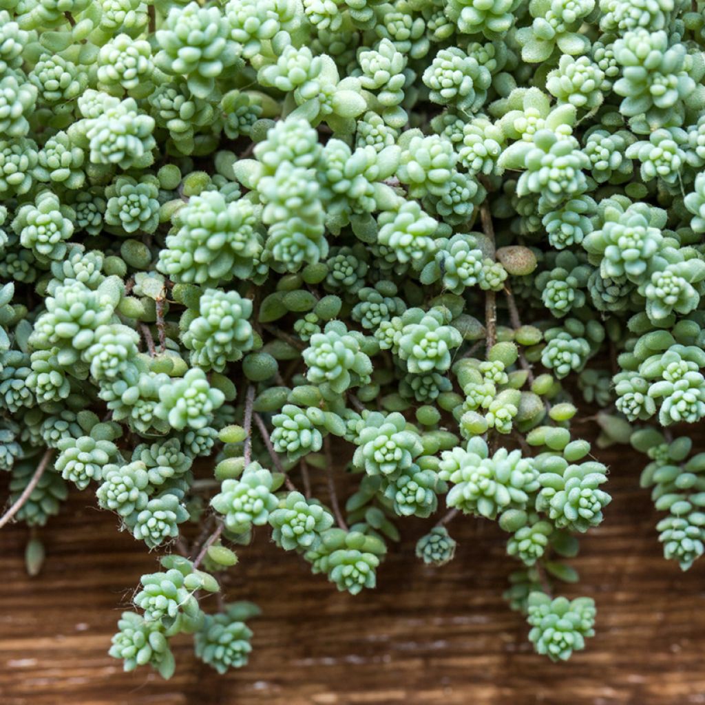 Sedum dasyphyllum - Stonecrop