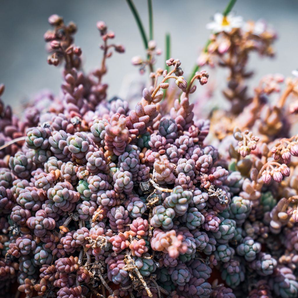 Sedum dasyphyllum - Stonecrop