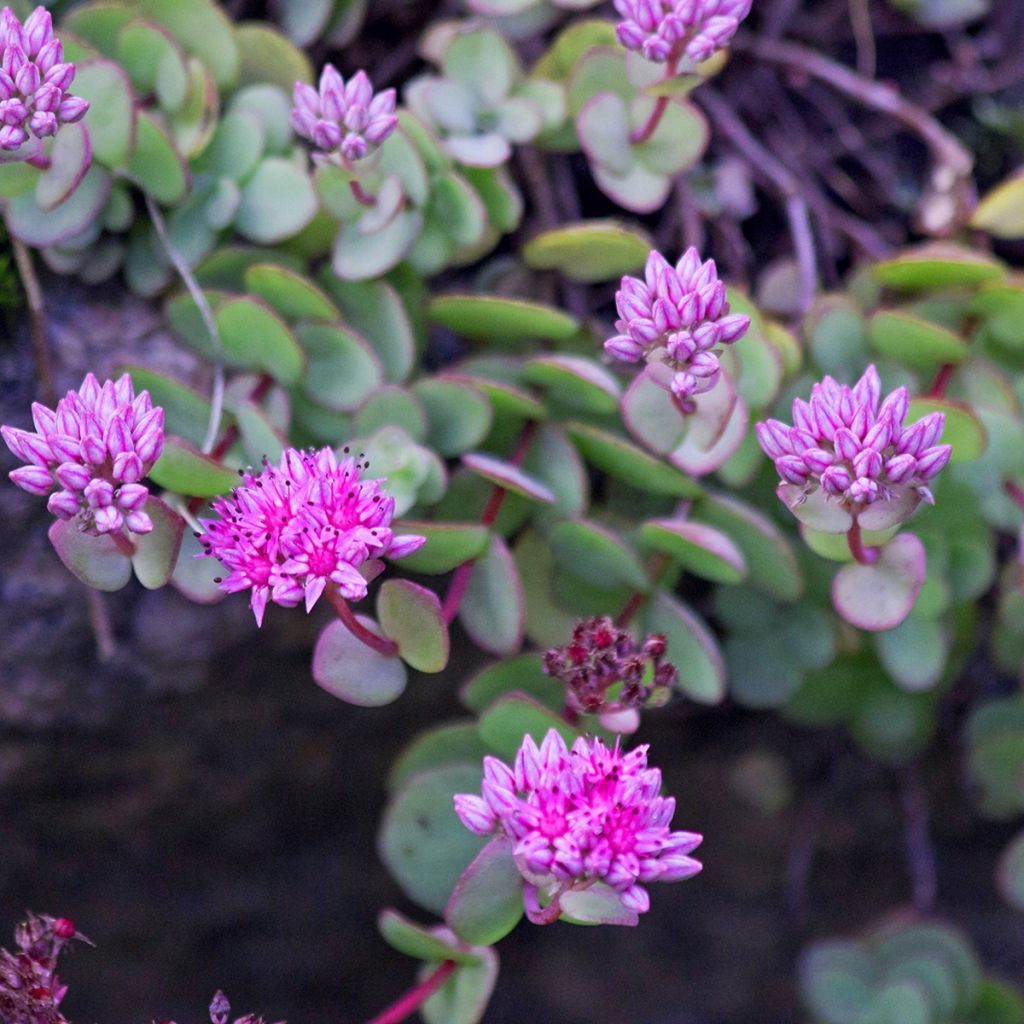 Hylotelephium ewersii Rose - Stonecrop