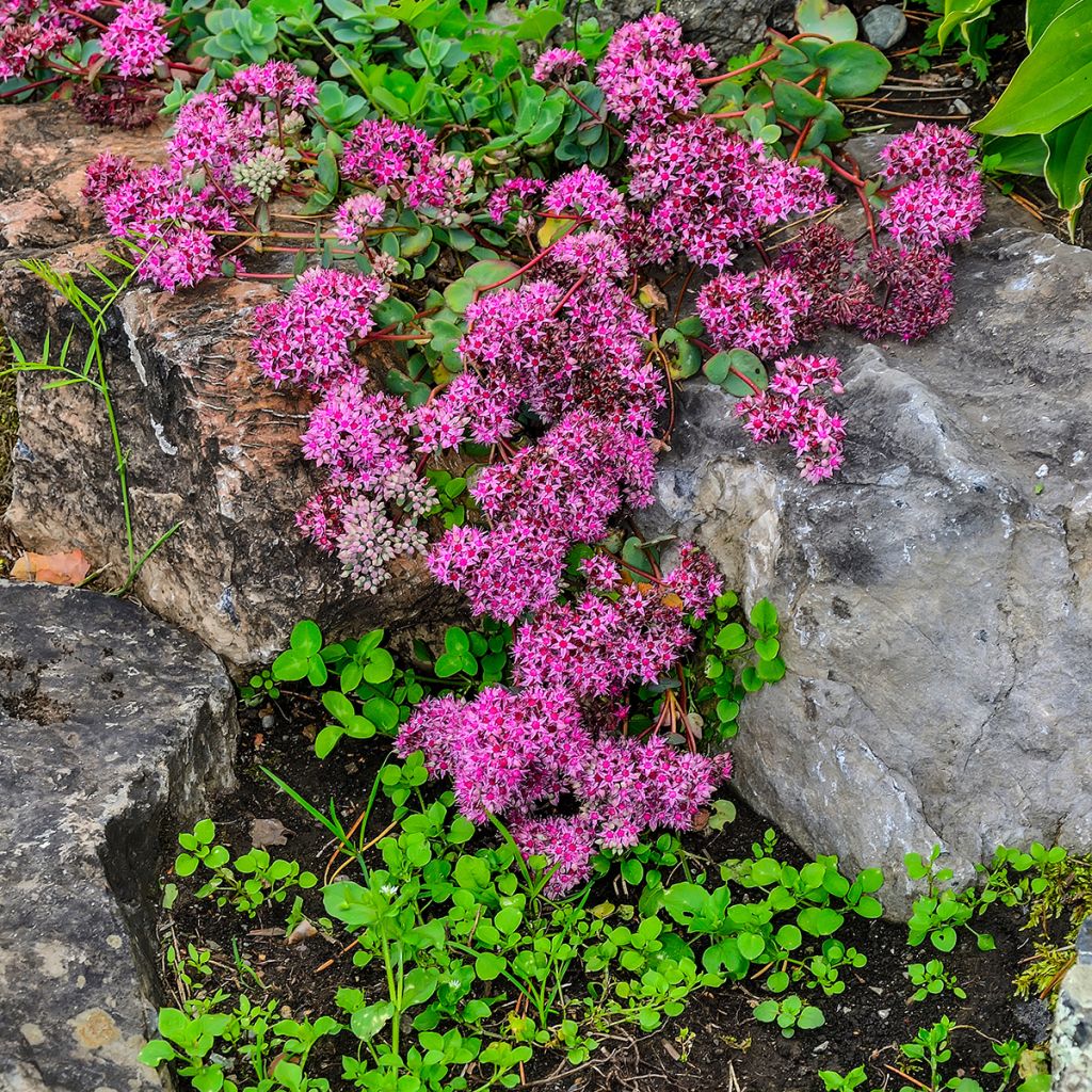 Hylotelephium ewersii Rose - Stonecrop