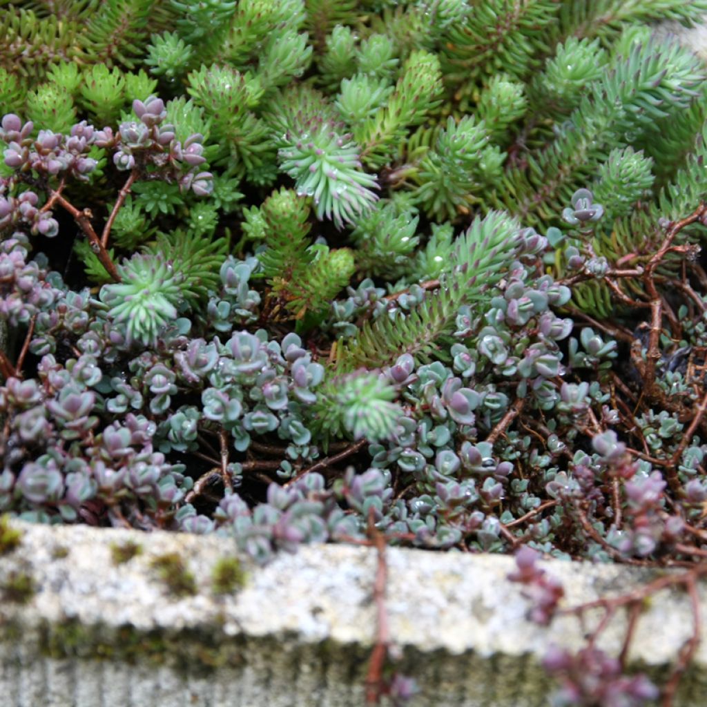 Sedum spathulifolium Purpureum - Stonecrop