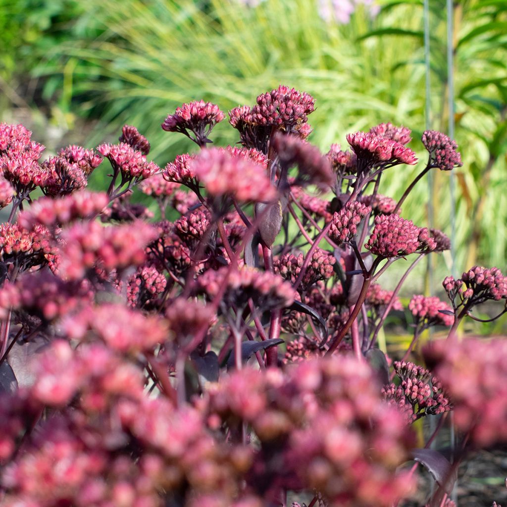 Sedum Bon Bon - Stonecrop