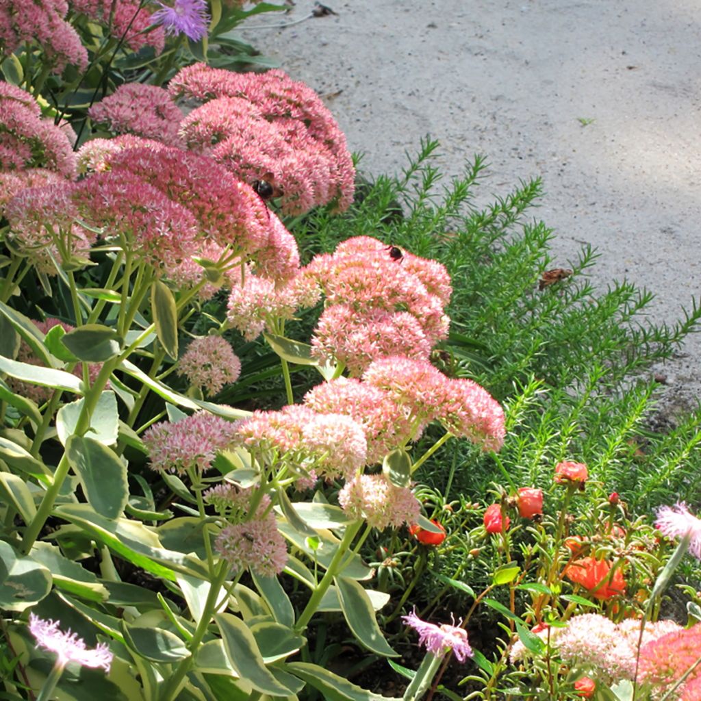 Sedum x Lajos (telephium) Autumn Charm (Hylotelephium)