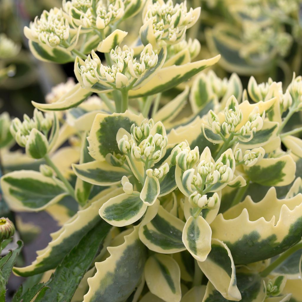 Sedum x Lajos (telephium) Autumn Charm (Hylotelephium)