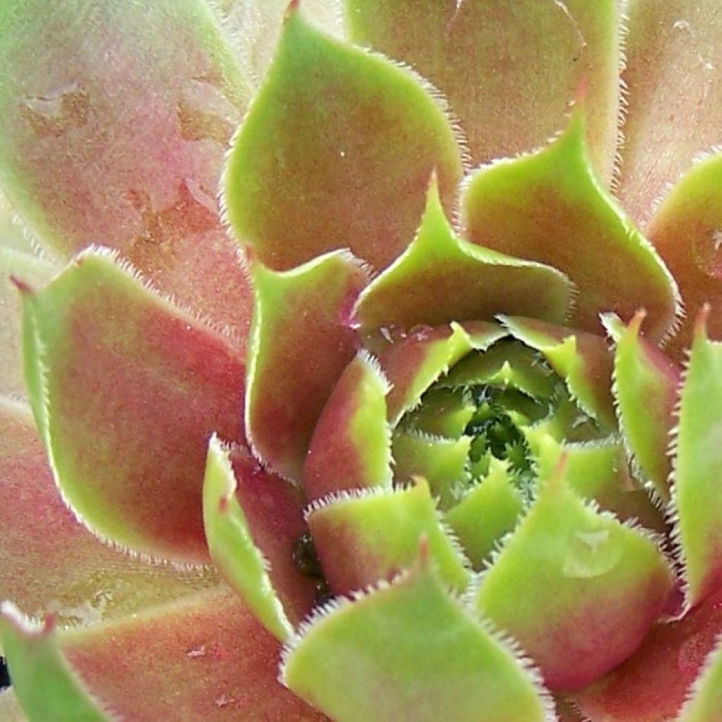 Sempervivum Pseudo-ornatum