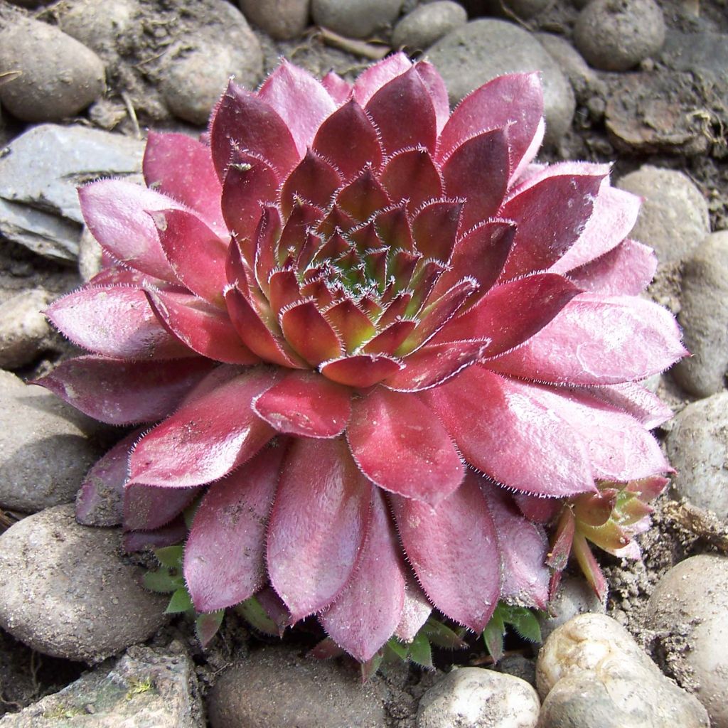 Sempervivum arachnoideum Rubin