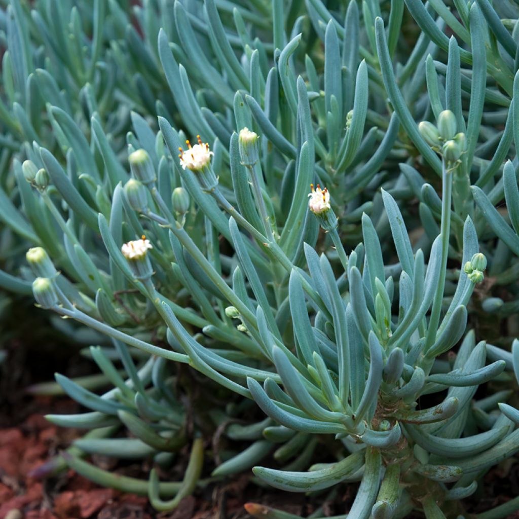 Senecio serpens Blue Chalk