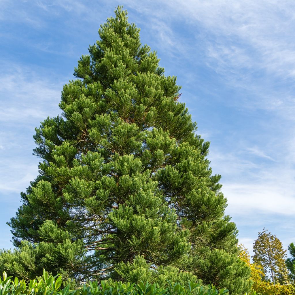 Sequoiadendron giganteum Greenpeace