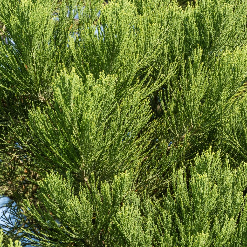 Sequoiadendron giganteum Greenpeace