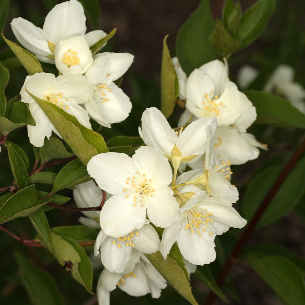 Philadelphus pekinensis - Mock Orange