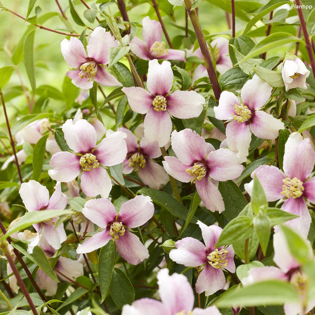 Philadelphus Petite Perfume Pink