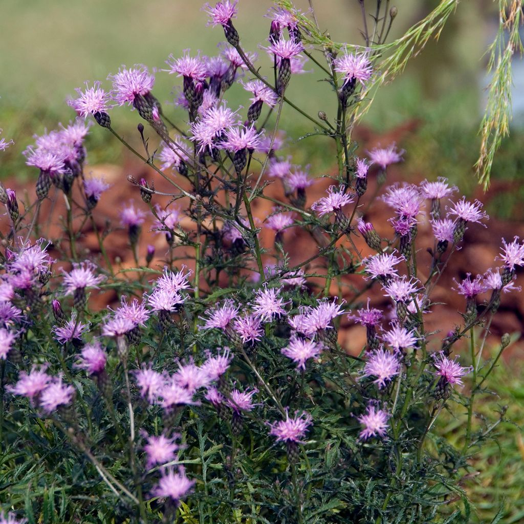 Serratula seoanei