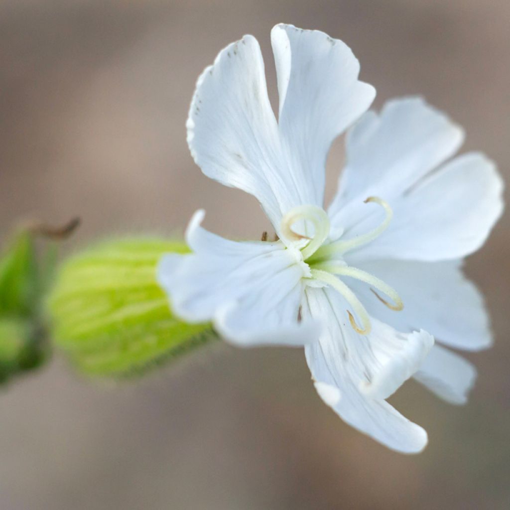 Silene latifolia subsp. alba - White campion