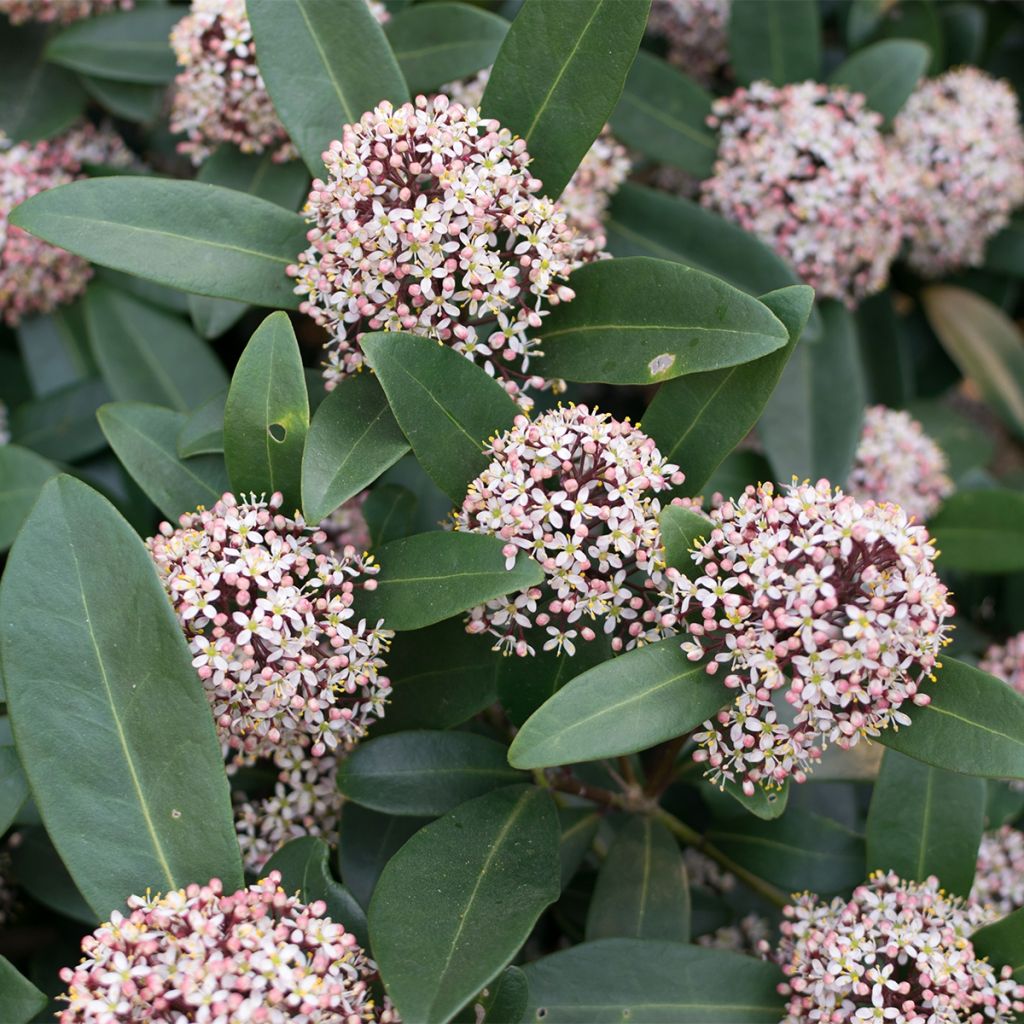 Skimmia japonica Godries Dwarf