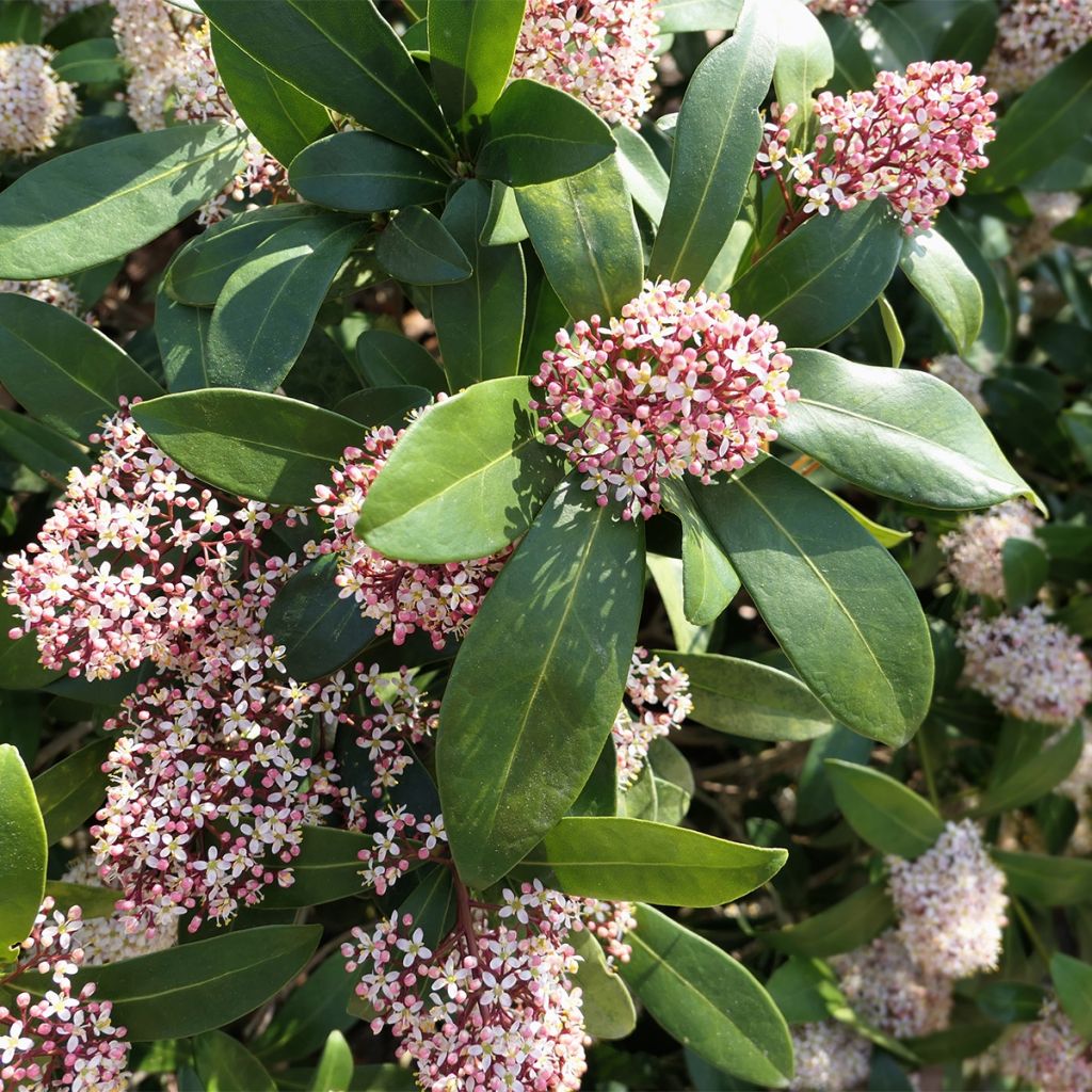 Skimmia japonica Godries Dwarf