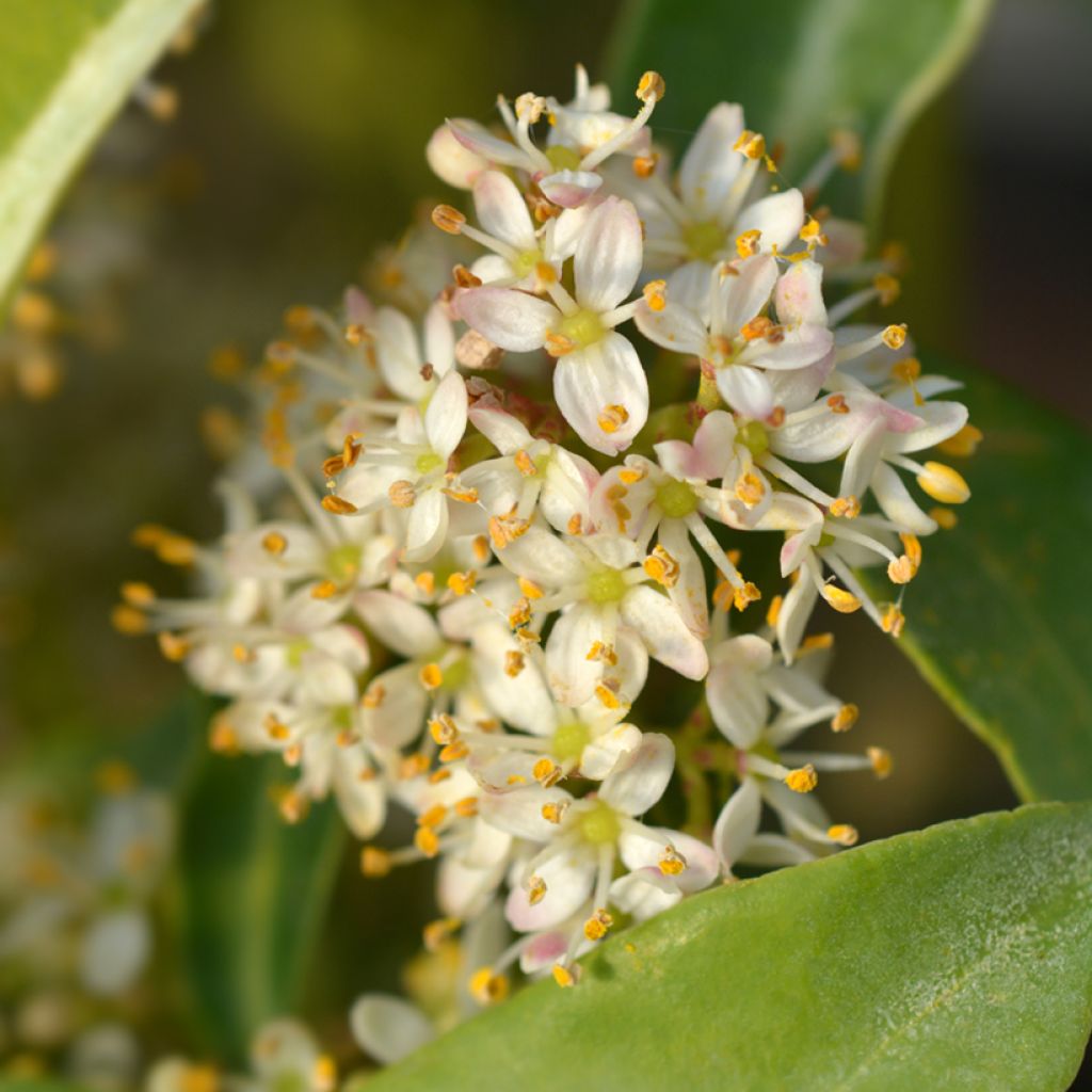 Skimmia japonica Marlot