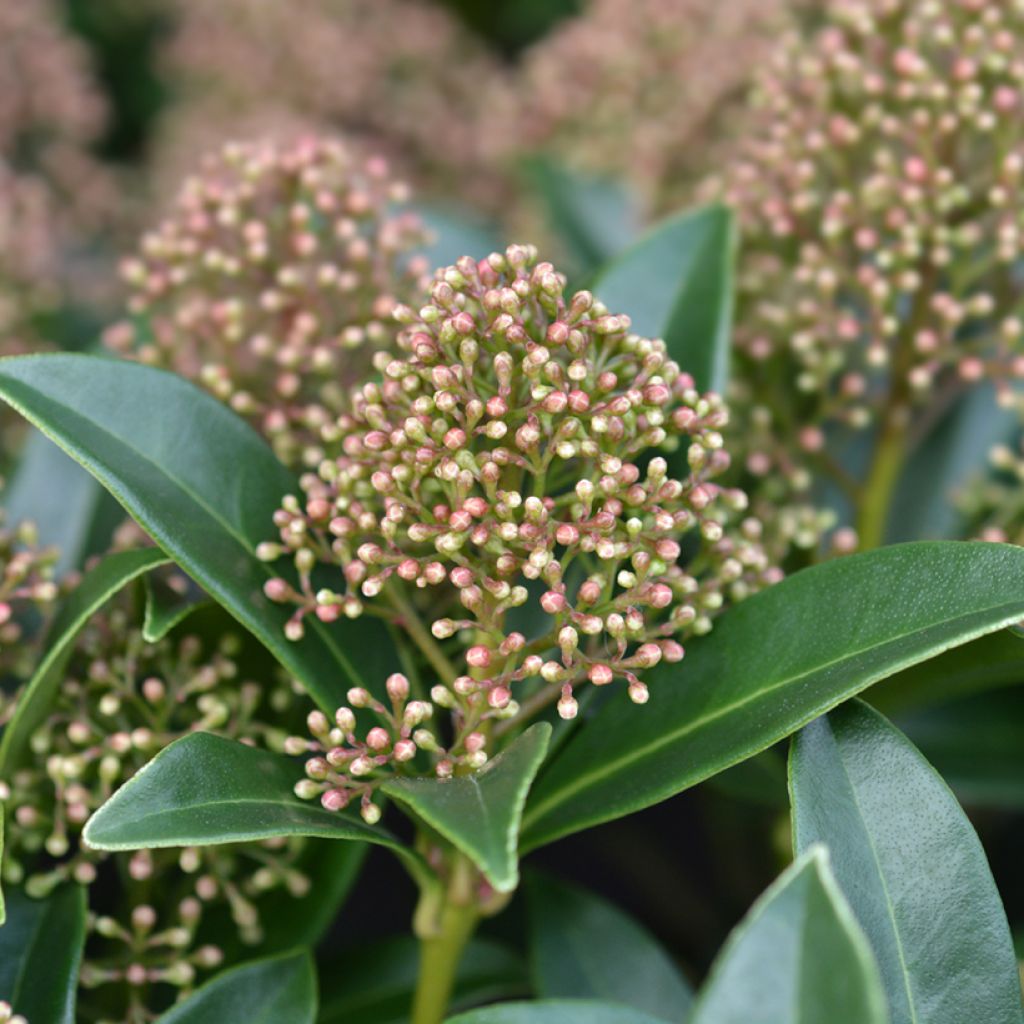 Skimmia japonica Marlot