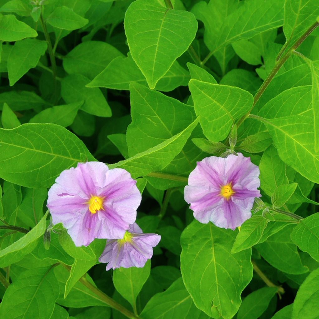 Solanum rantonnetii Charles Pink Star