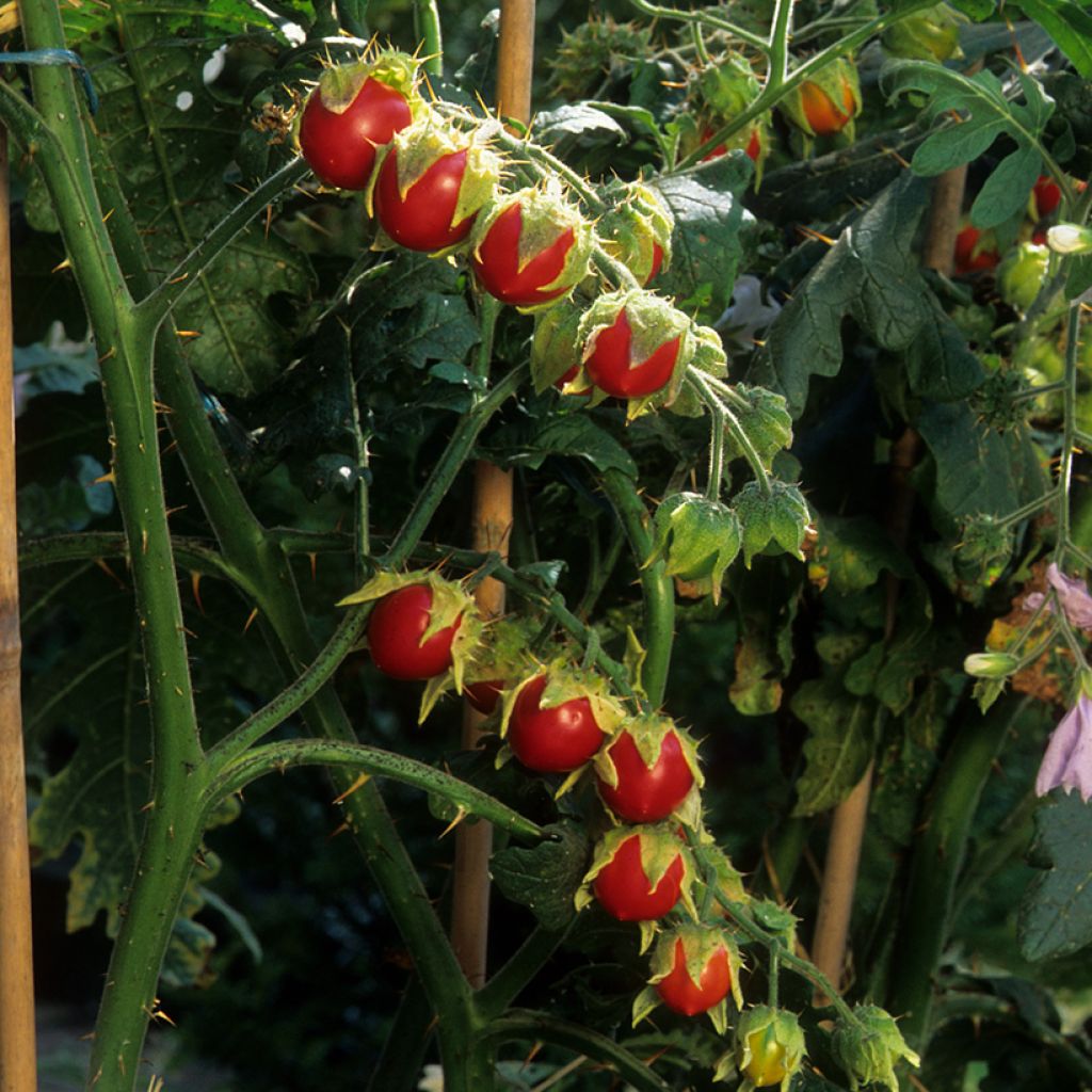 Solanum sisymbriifolium Starbenas - Sticky nightshade