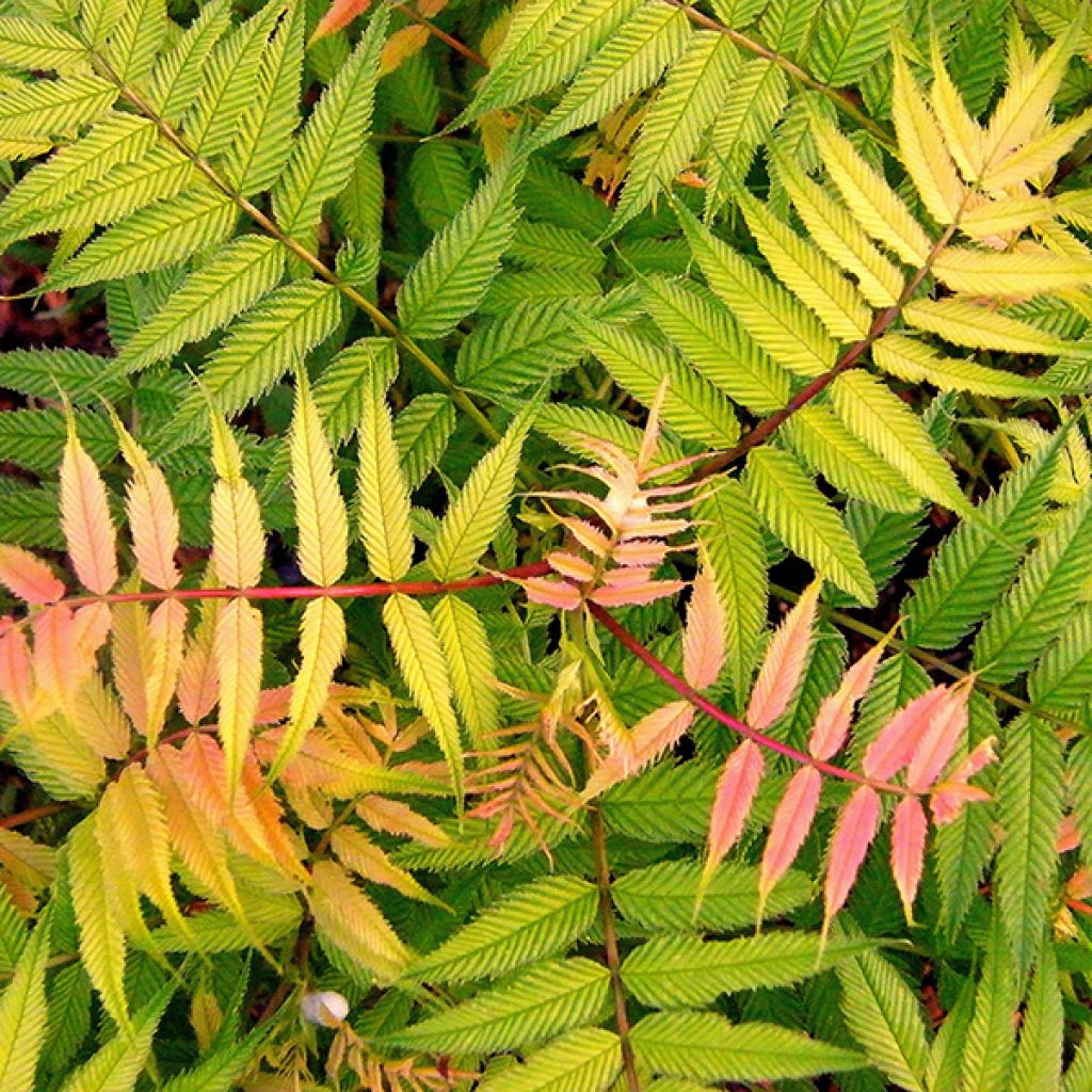 Sorbaria sorbifolia Sem