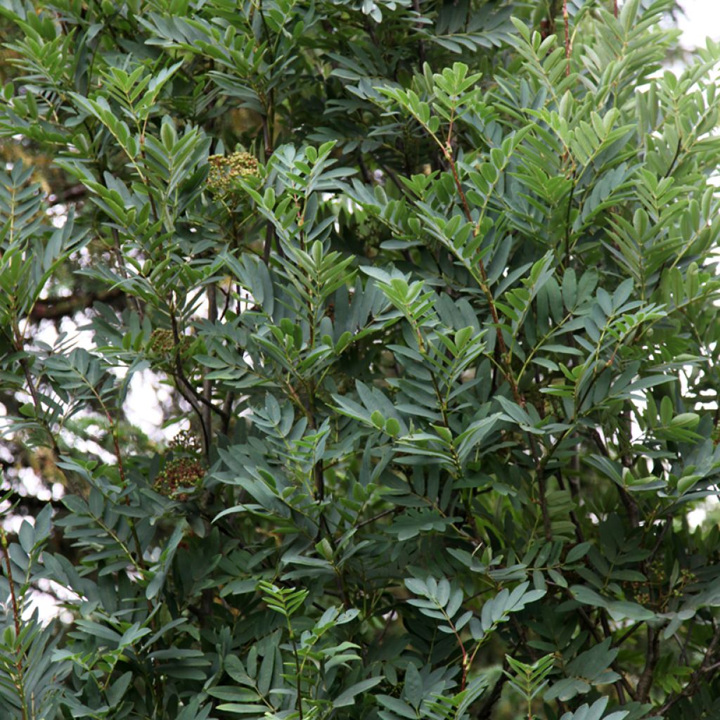 Sorbus Leonard Messel - Mountain Ash