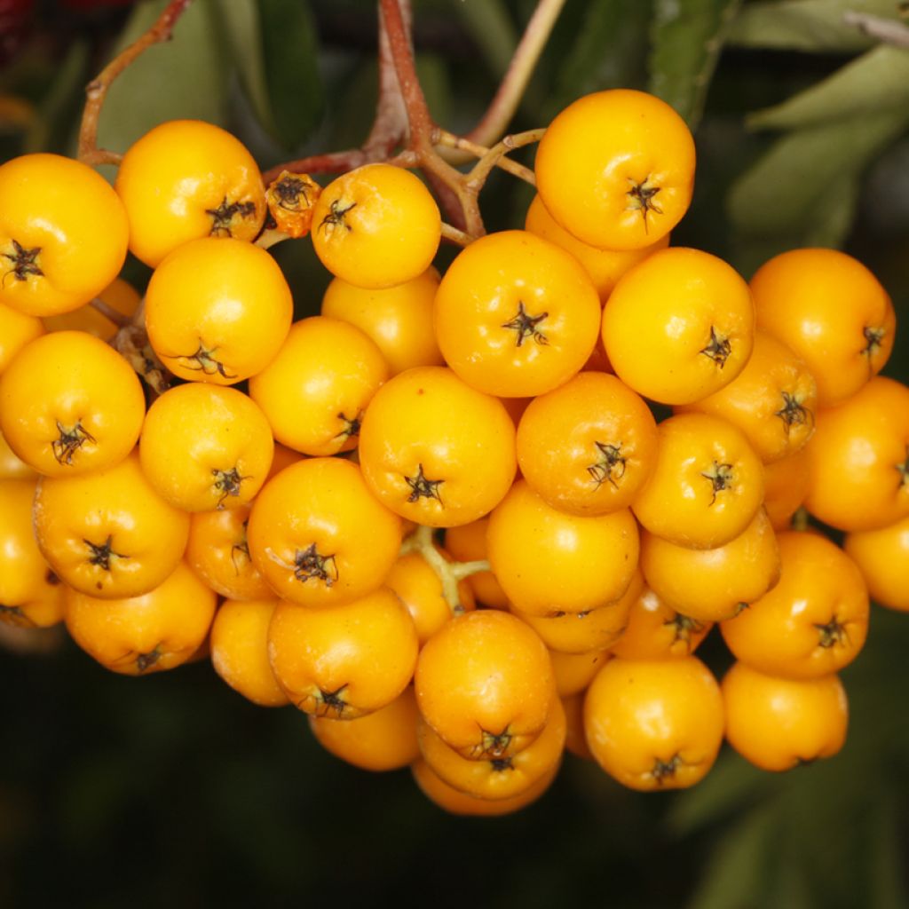 Sorbus Copper Glow - Rowan