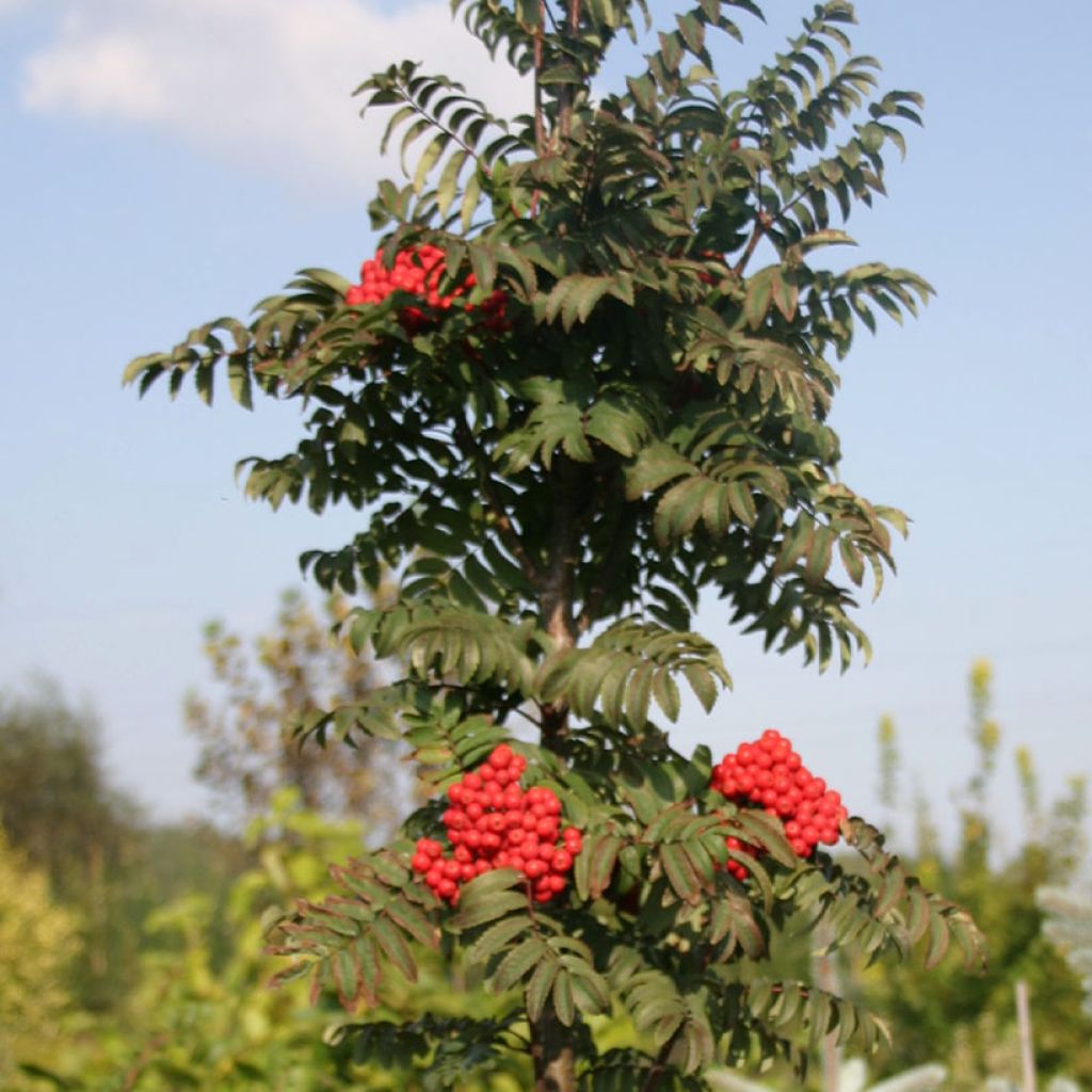 Sorbus aucuparia Fastigiata - Rowan