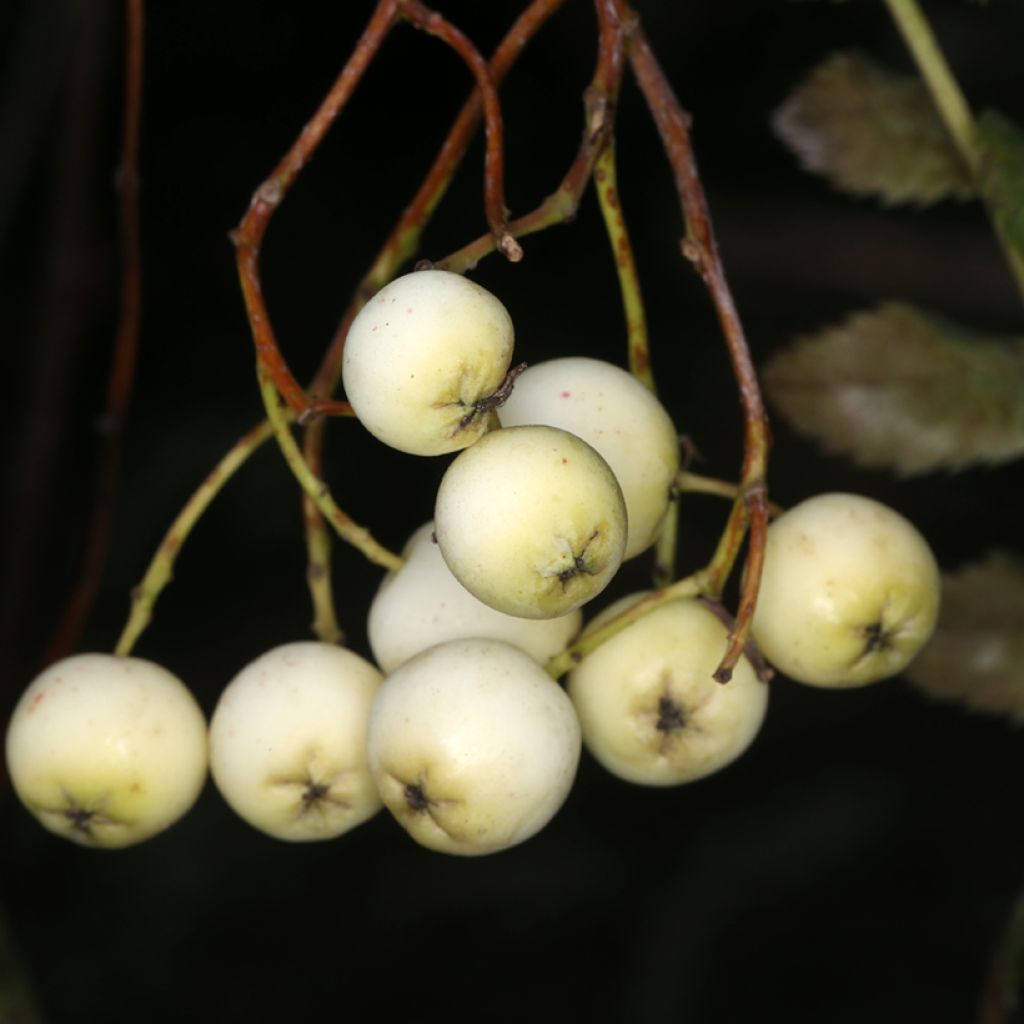 Sorbus filipes - Rowan