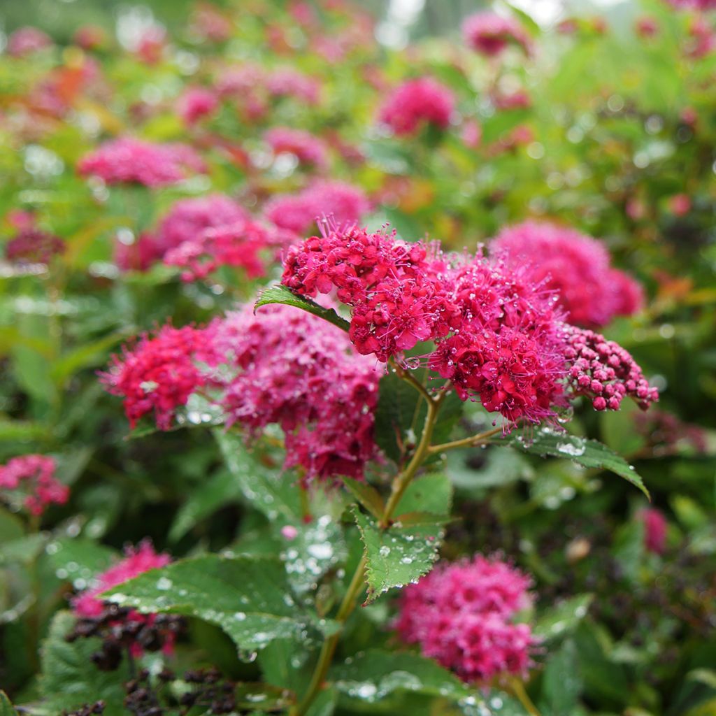 Spiraea japonica Double Play Doozie - Japanese Spirea