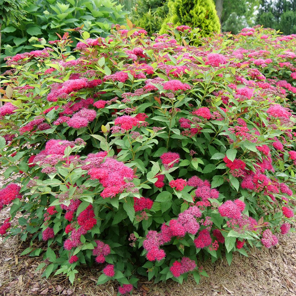 Spiraea japonica Double Play Doozie - Japanese Spirea