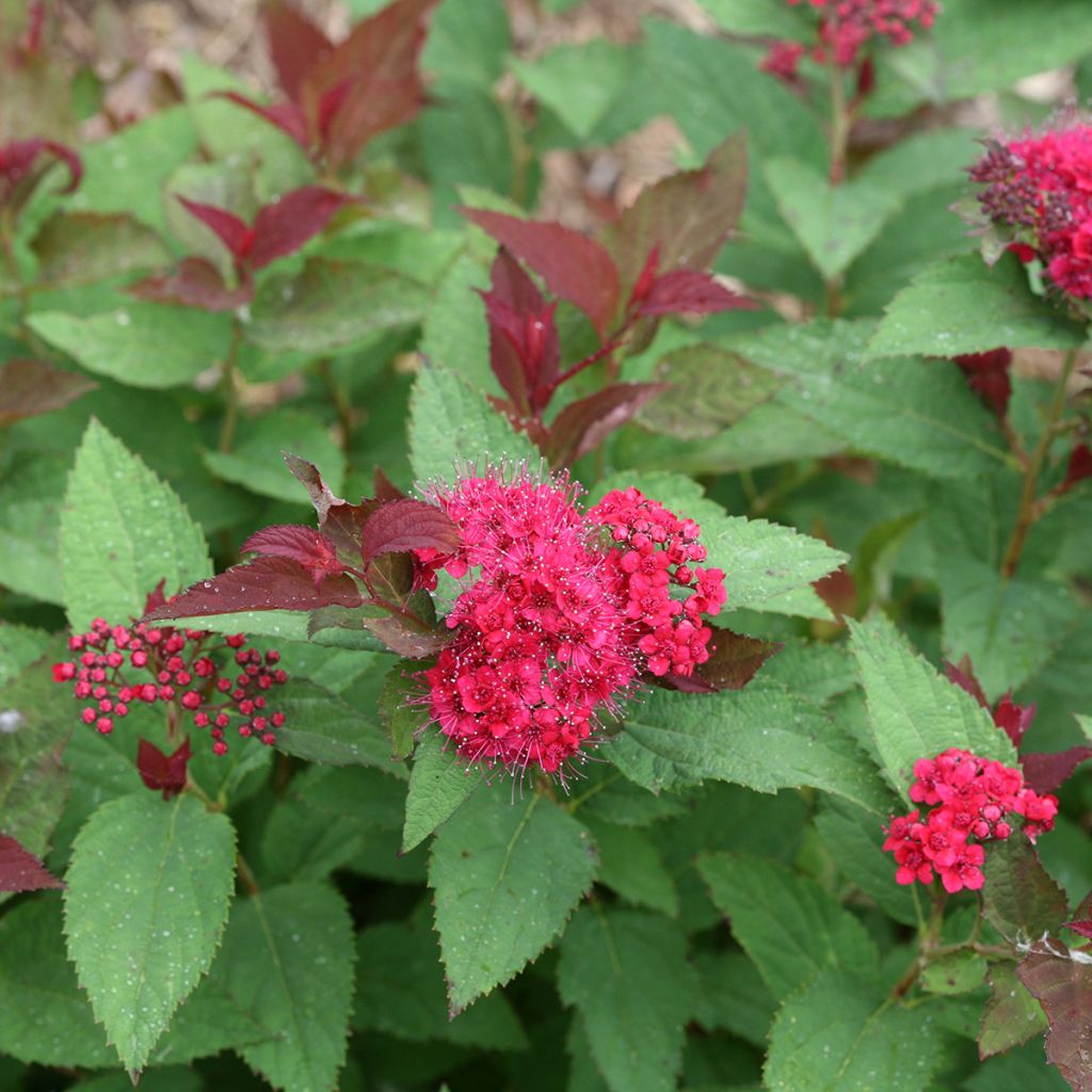 Spiraea japonica Double Play Doozie - Japanese Spirea