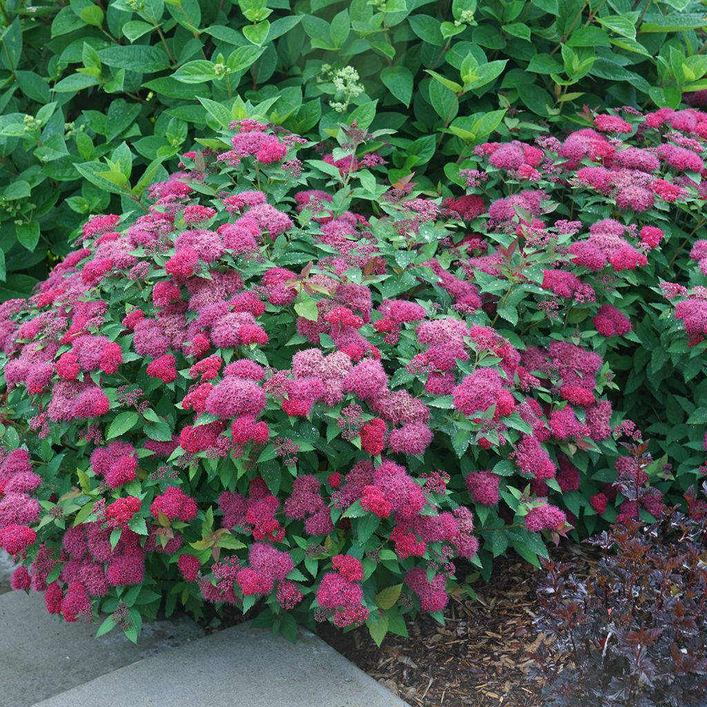 Spiraea japonica Double Play Doozie - Japanese Spirea