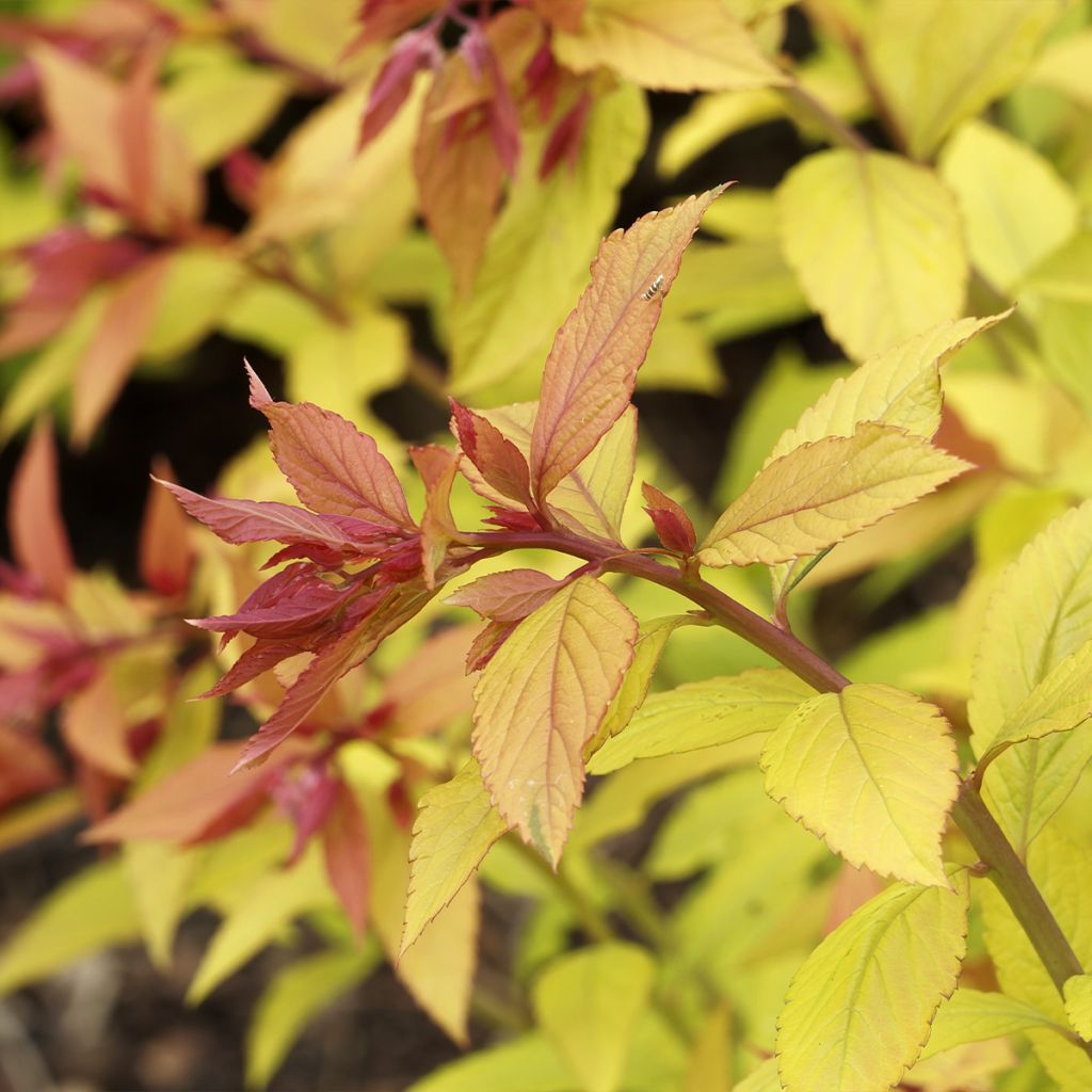 Spiraea japonica Pink & Gold