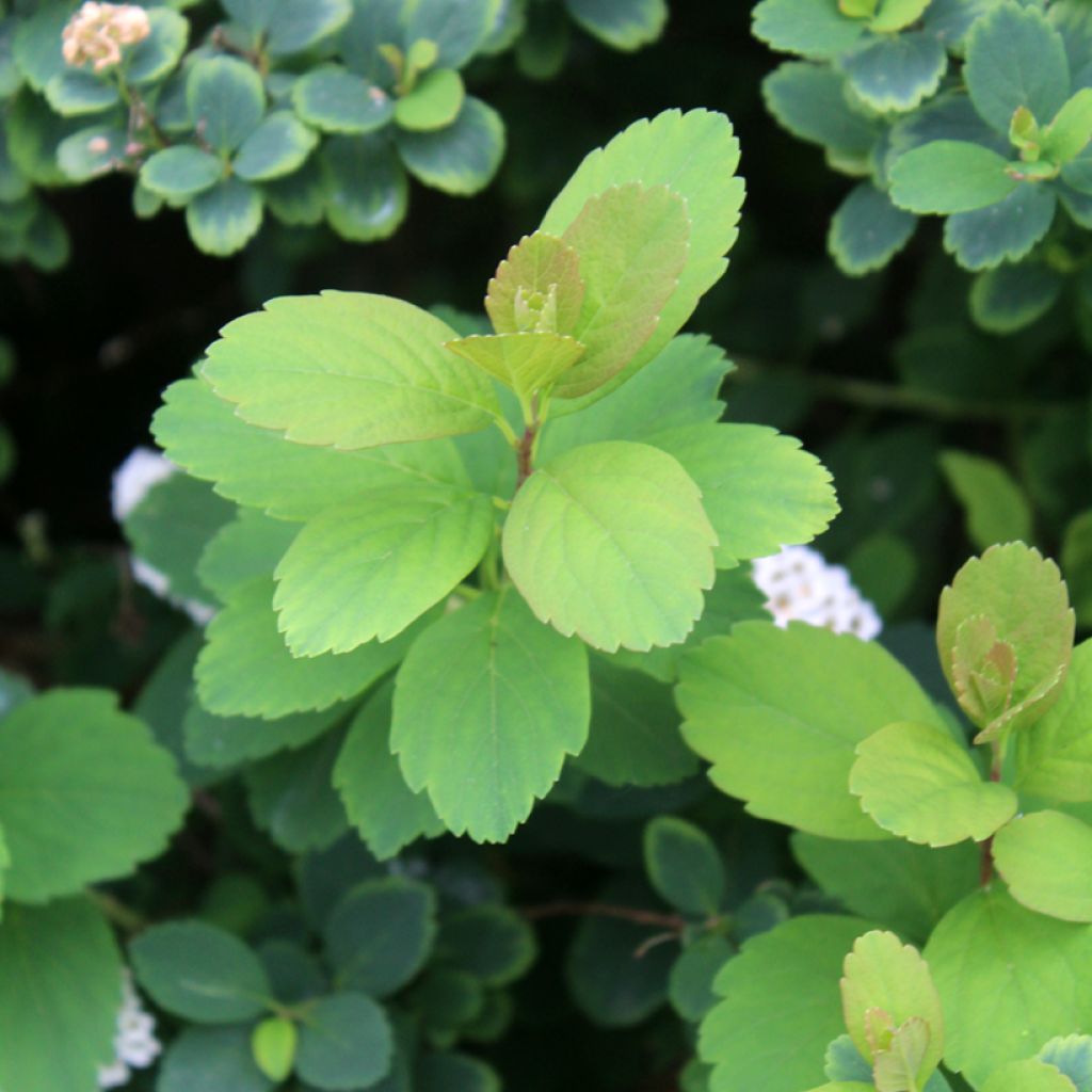 Spiraea betulifolia Tor