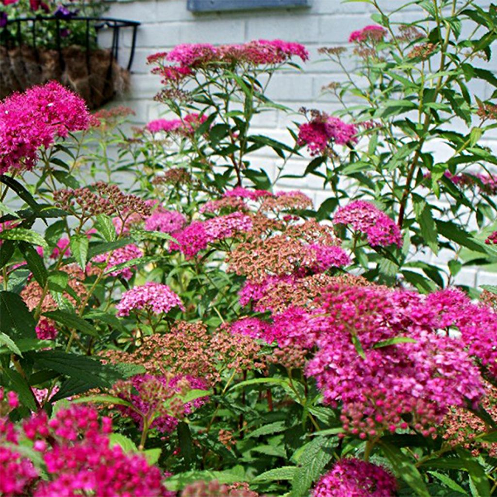 Spiraea japonica Anthony Waterer