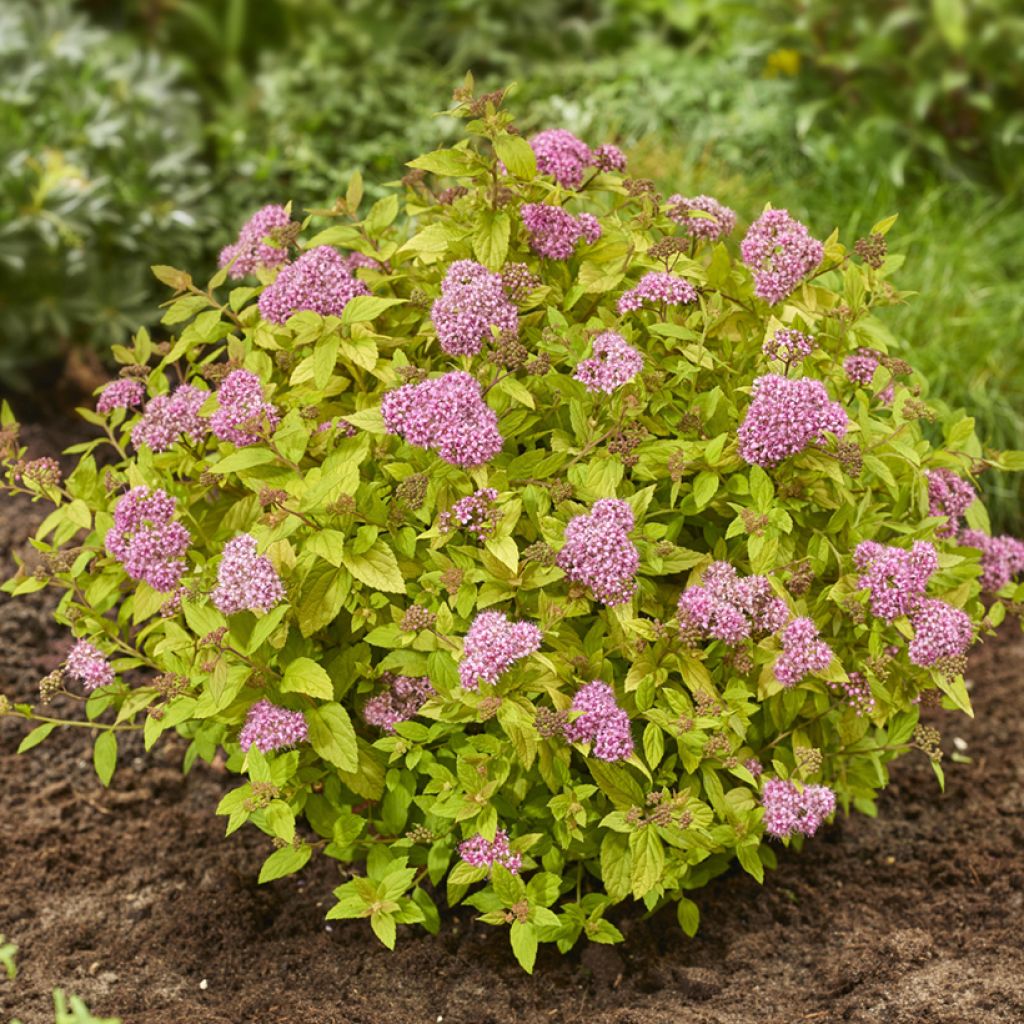 Spiraea japonica Tessa - Japanese Spiraea