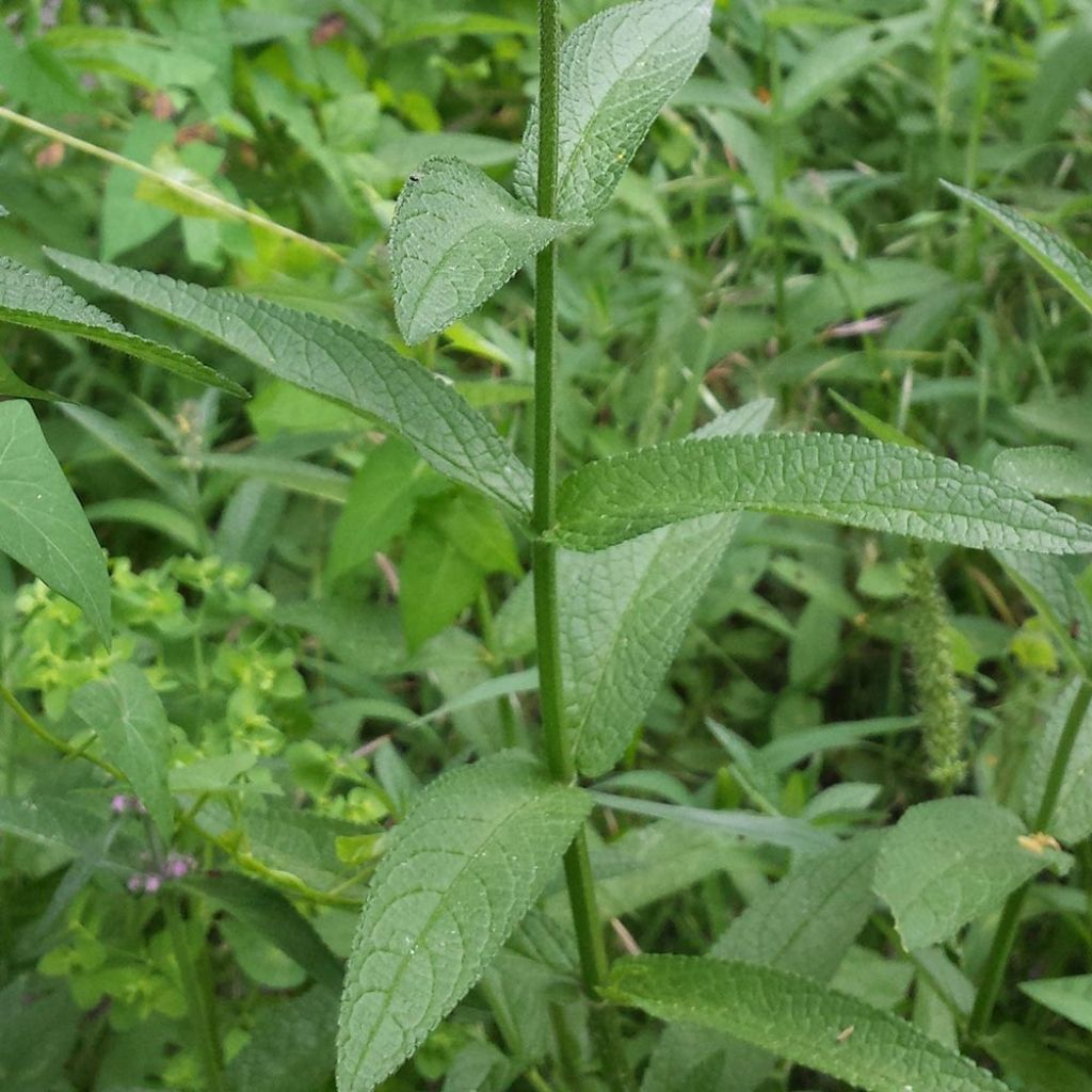 Stachys palustris