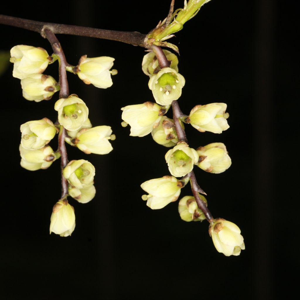 Stachyurus chinensis Wonderful Image - Chinese Stachyurus