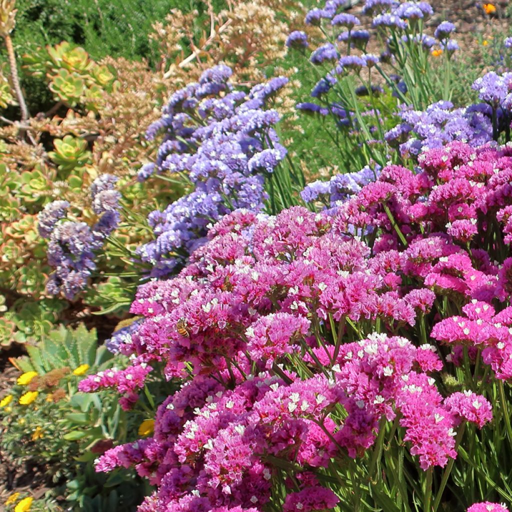 Limonium sinuatum Forever Rose