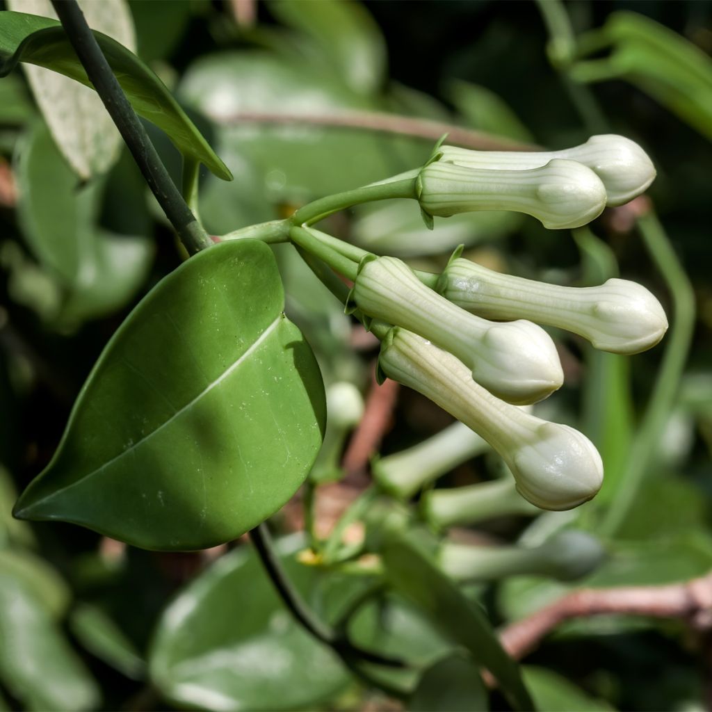 Stephanotis jasminoides