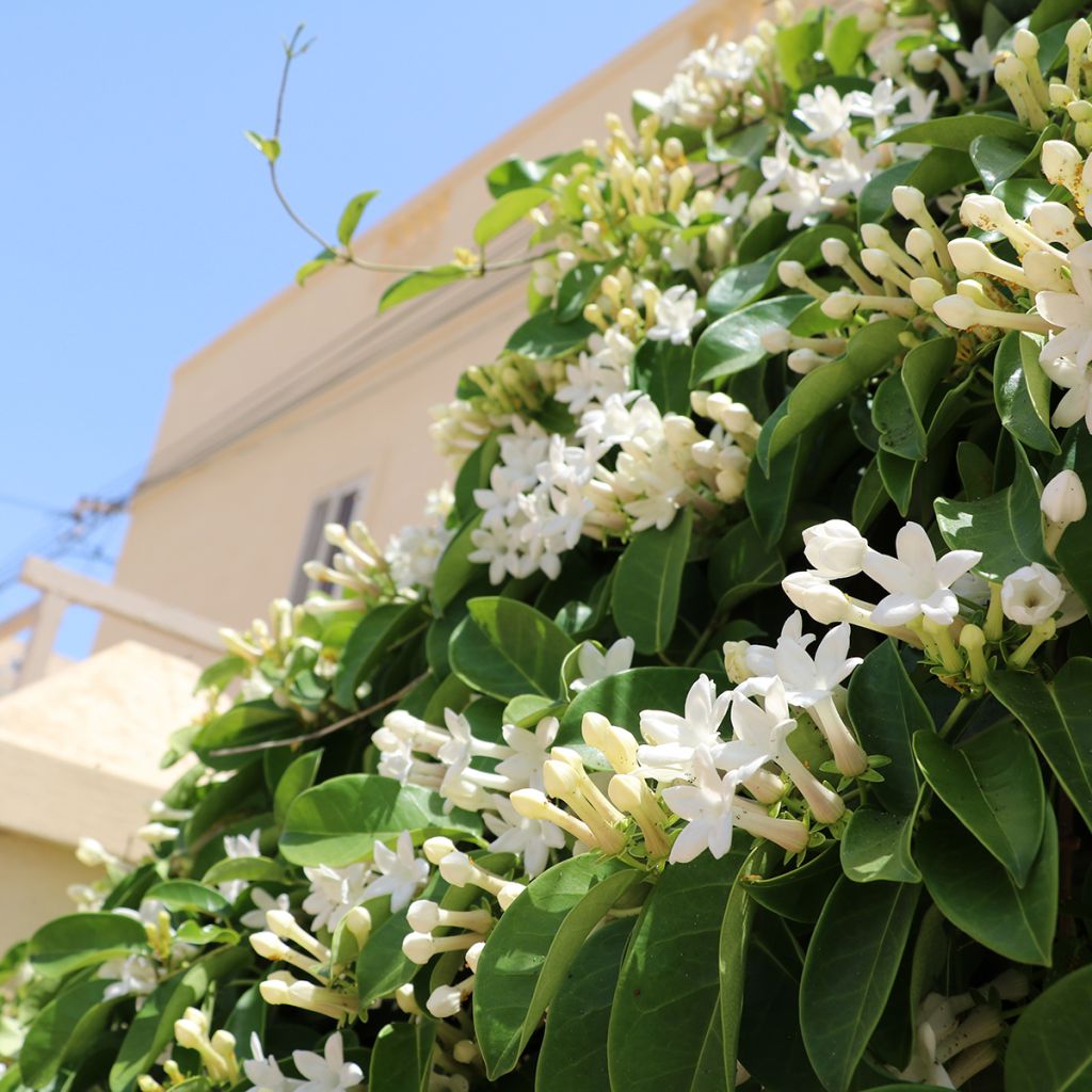 Stephanotis jasminoides