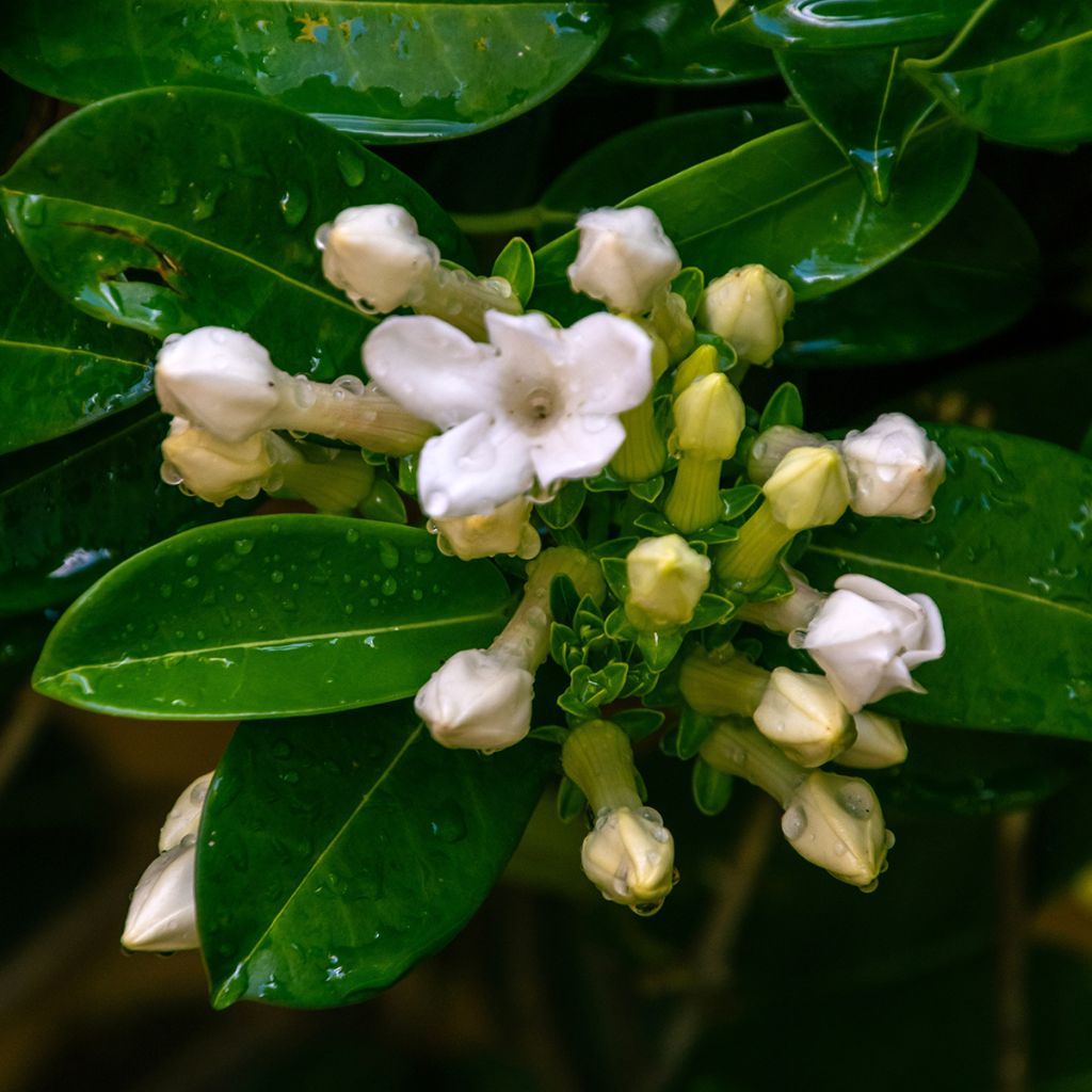 Stephanotis jasminoides