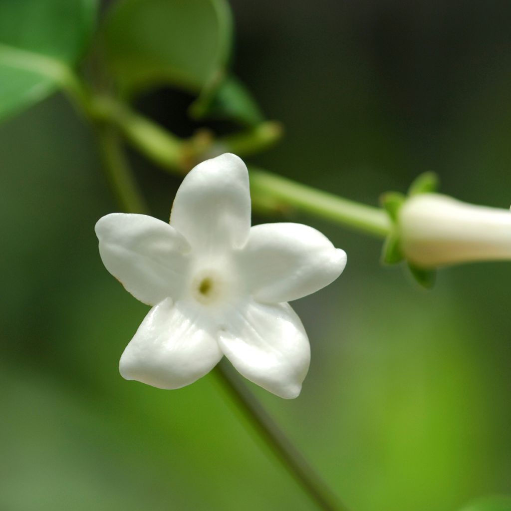 Stephanotis jasminoides