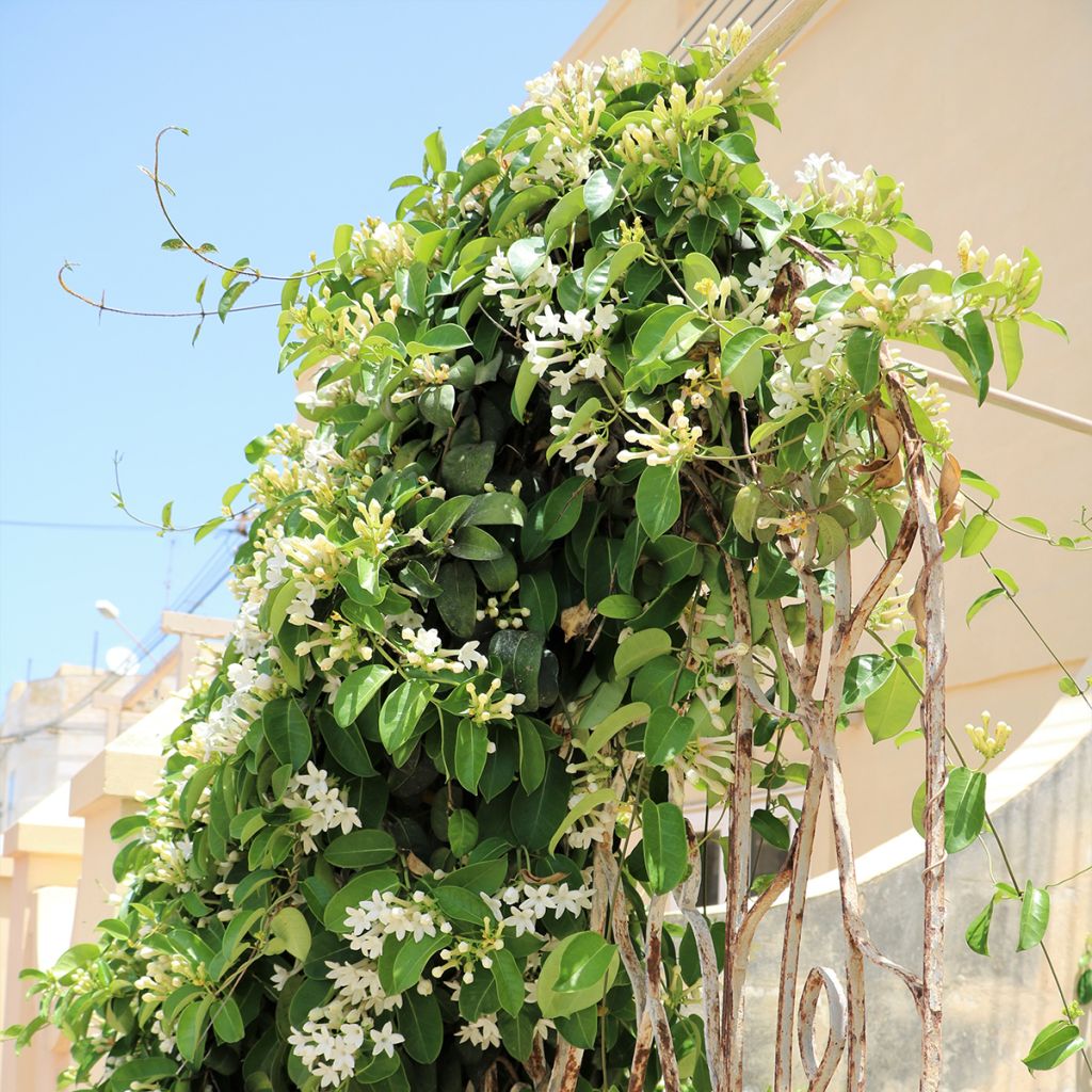 Stephanotis jasminoides