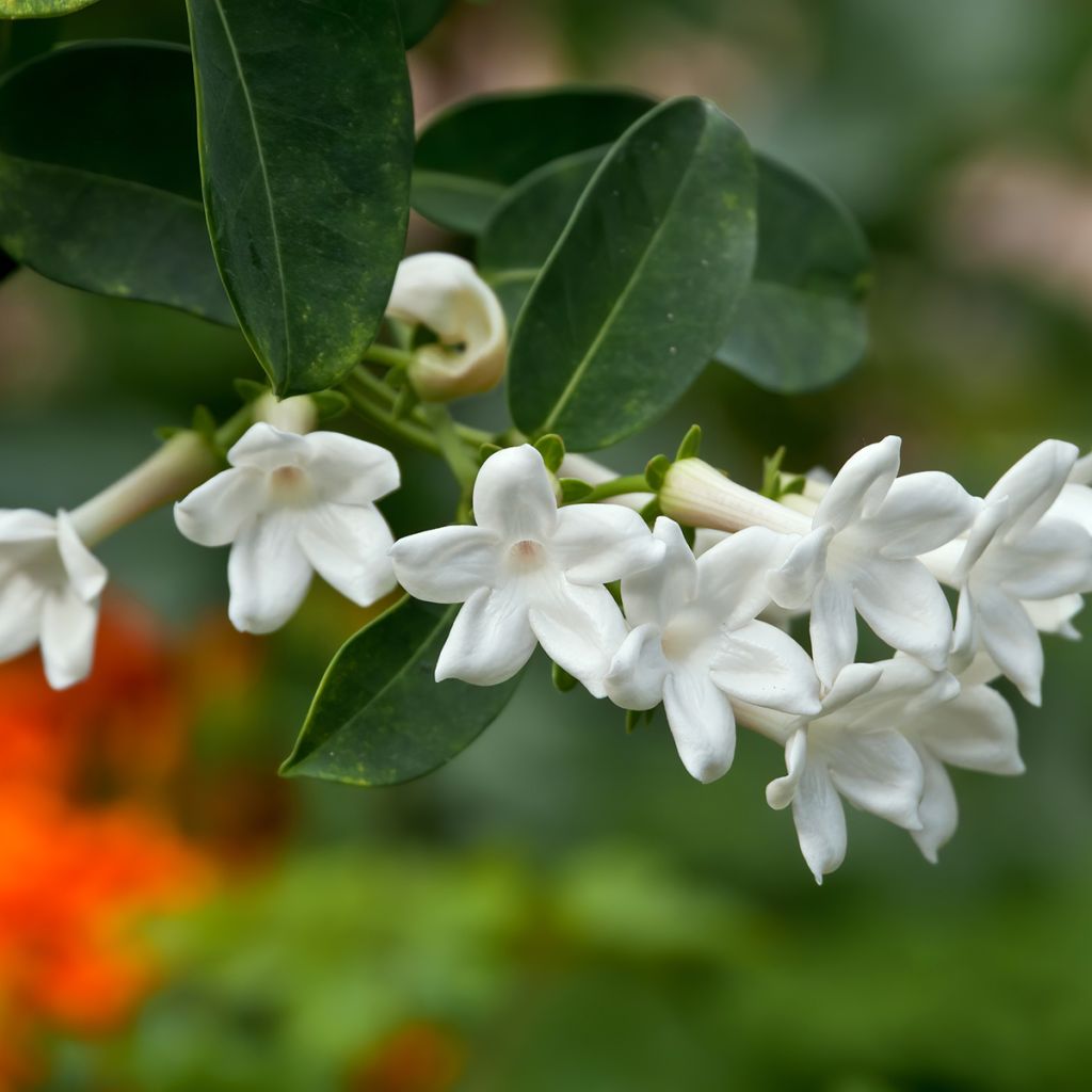 Stephanotis jasminoides