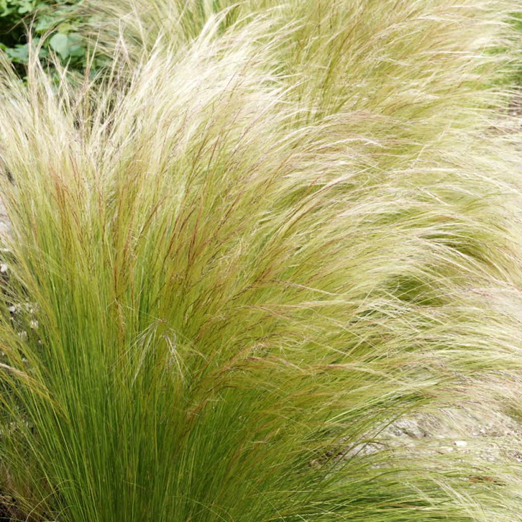 Stipa tenuifolia